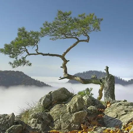 Orman Evi Caloroczne Aleksander Kacwin